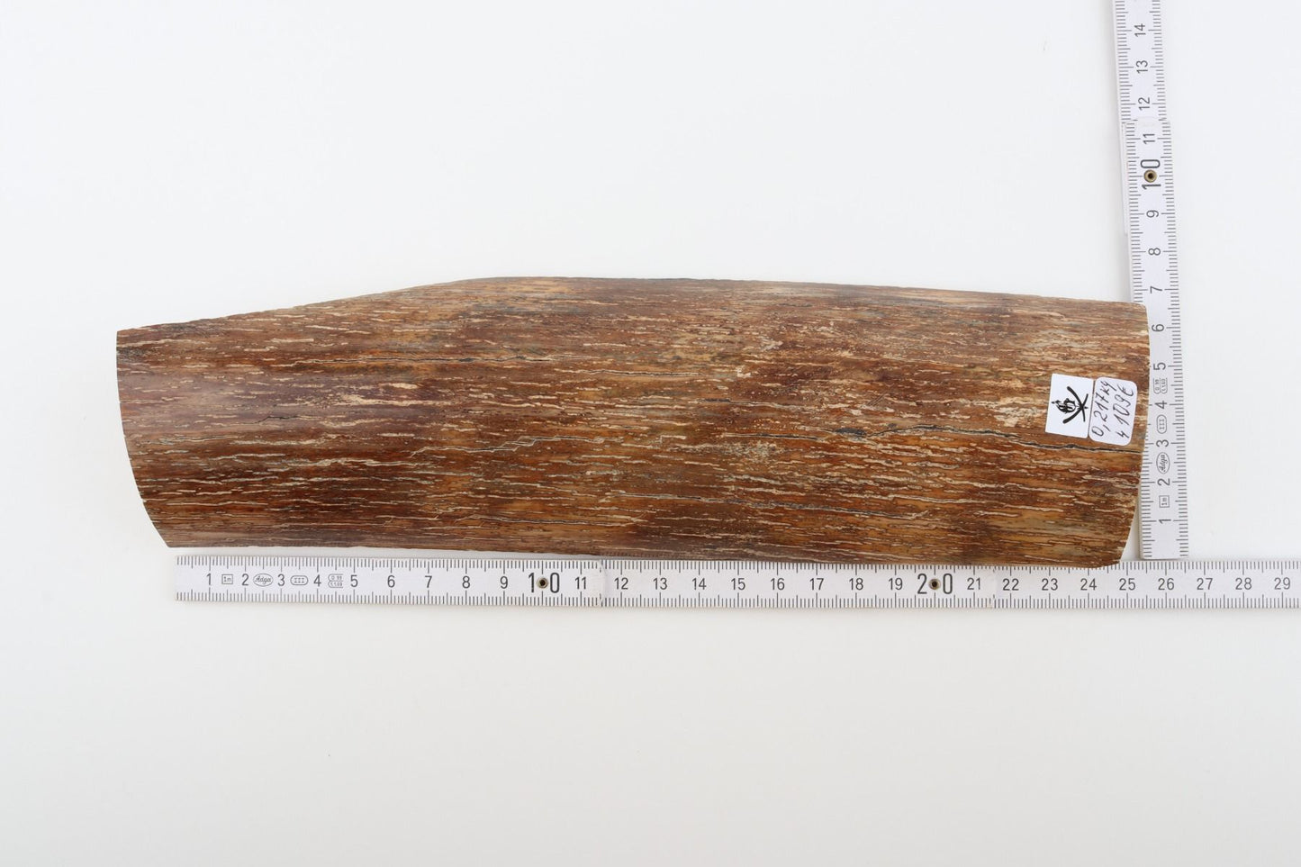Brown mammoth bark