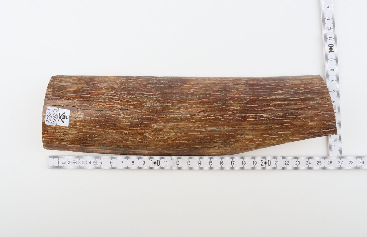 Brown mammoth bark