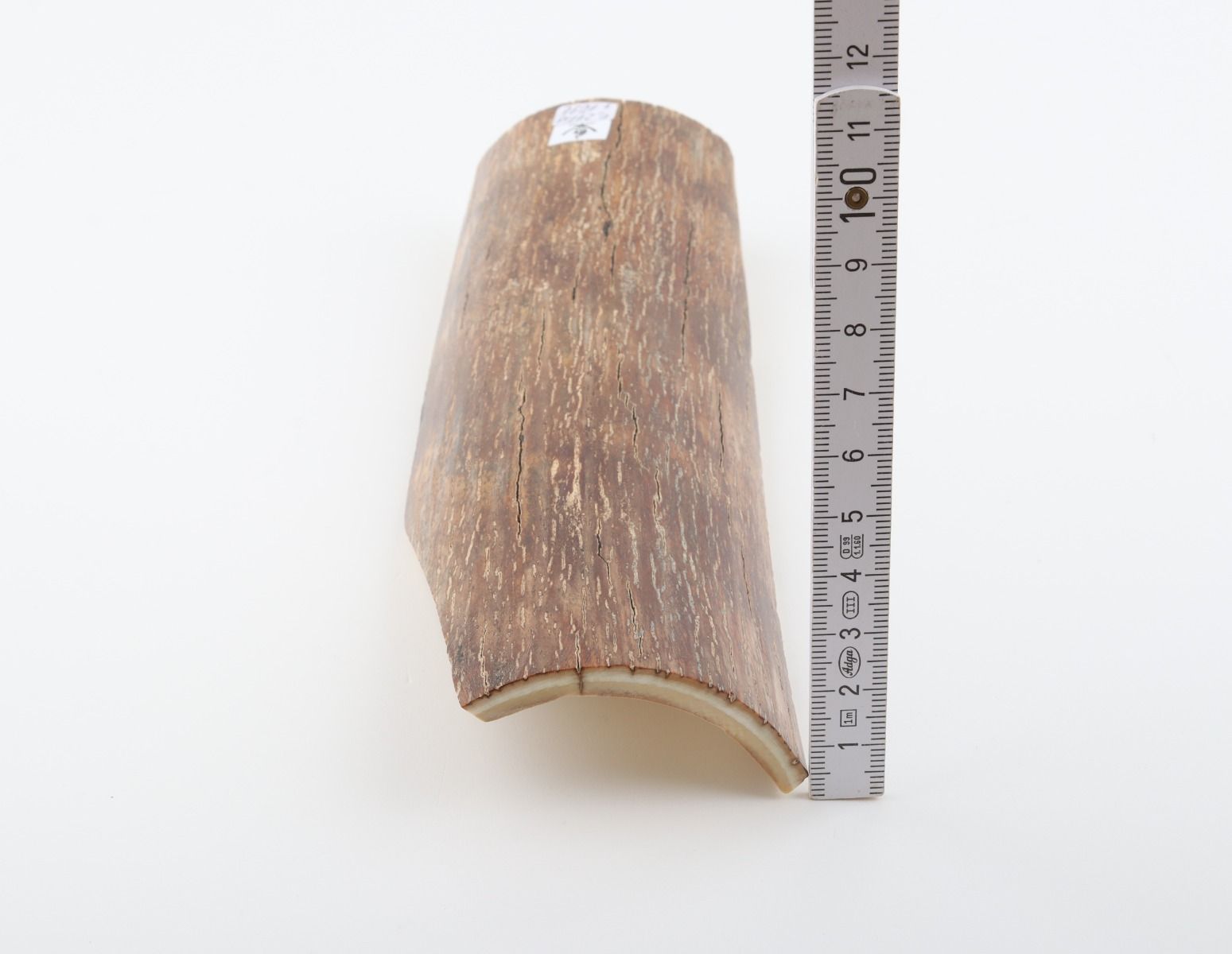 Brown mammoth bark