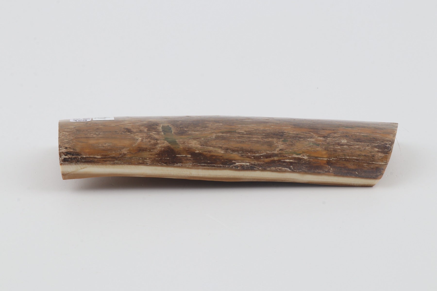 Beige mammoth bark