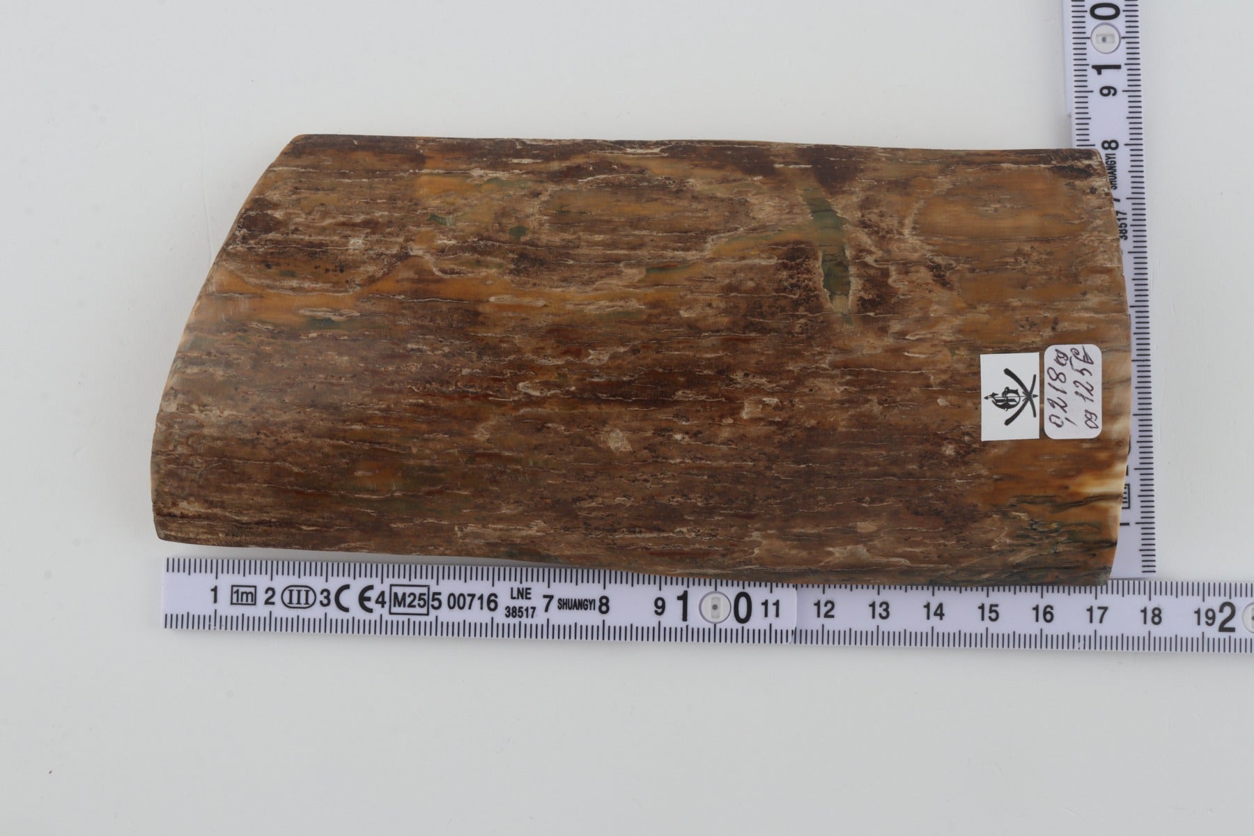 Beige mammoth bark