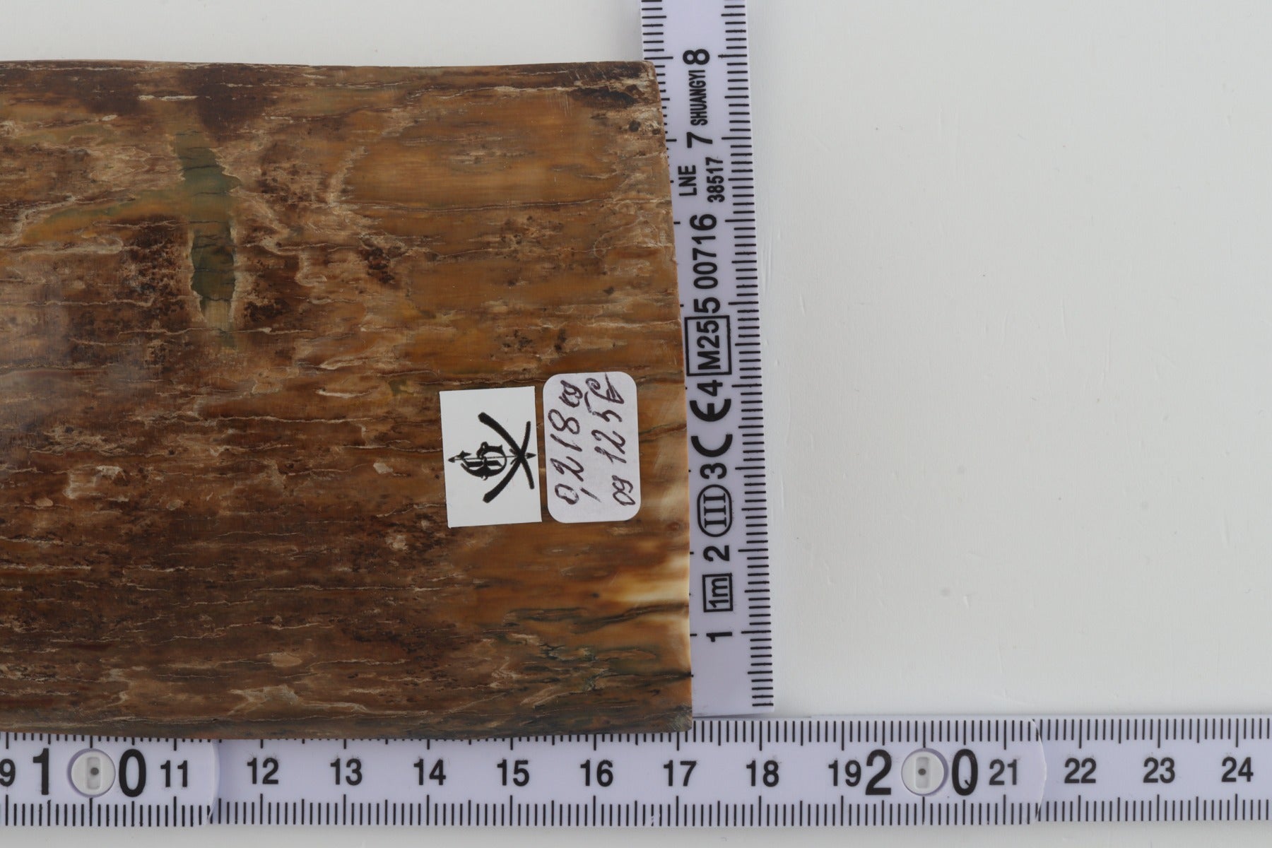 Beige mammoth bark