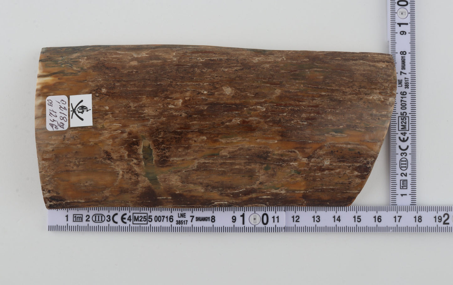 Beige mammoth bark