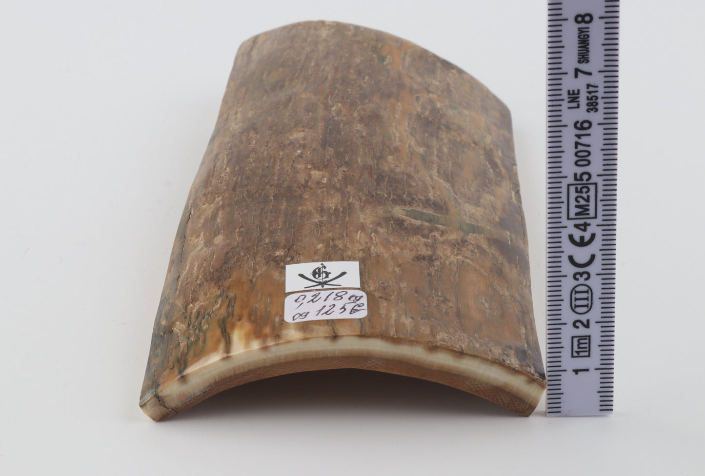 Beige mammoth bark