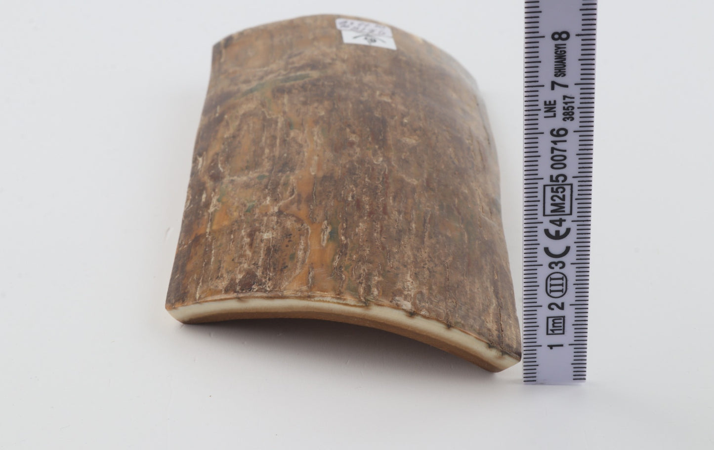 Beige mammoth bark