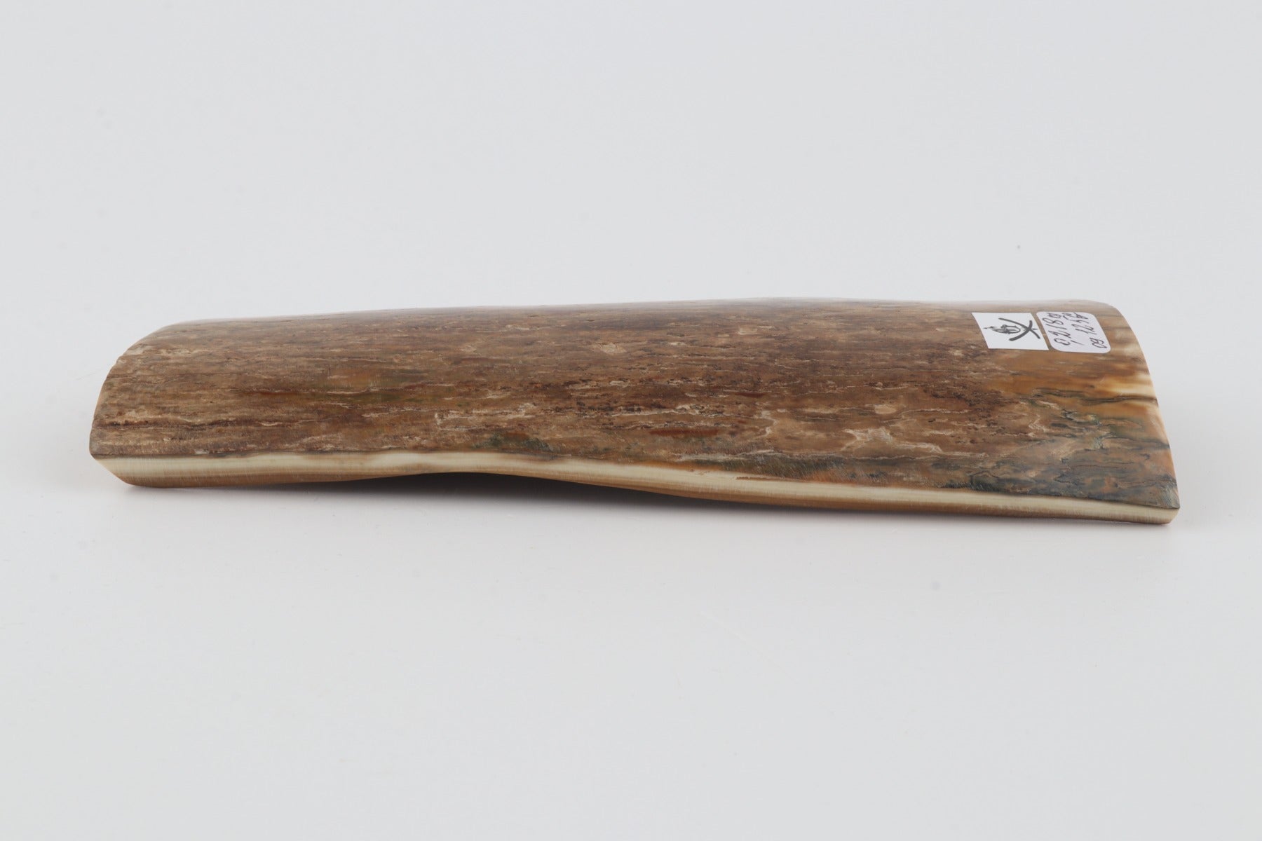 Beige mammoth bark