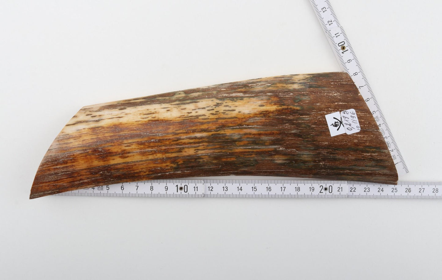 Brown-orange mammoth bark