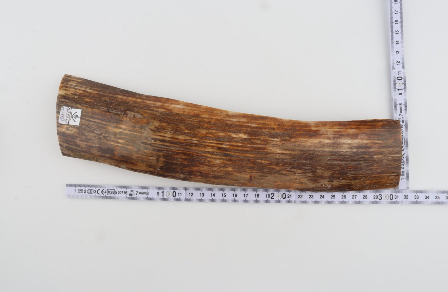 Brown mammoth bark