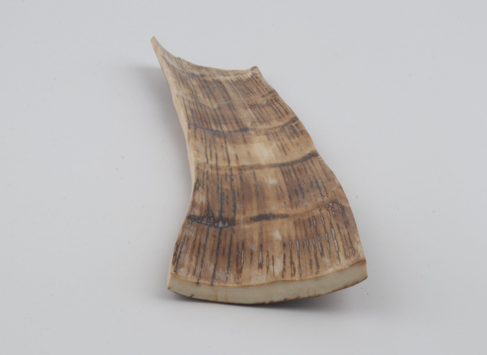 Brown mammoth bark