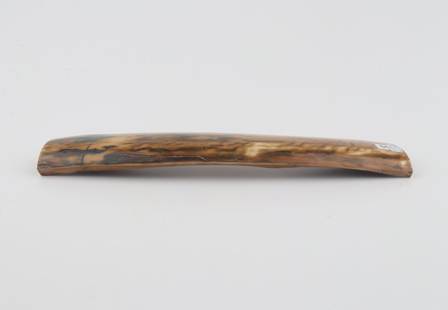 Mustard-blue mammoth bark