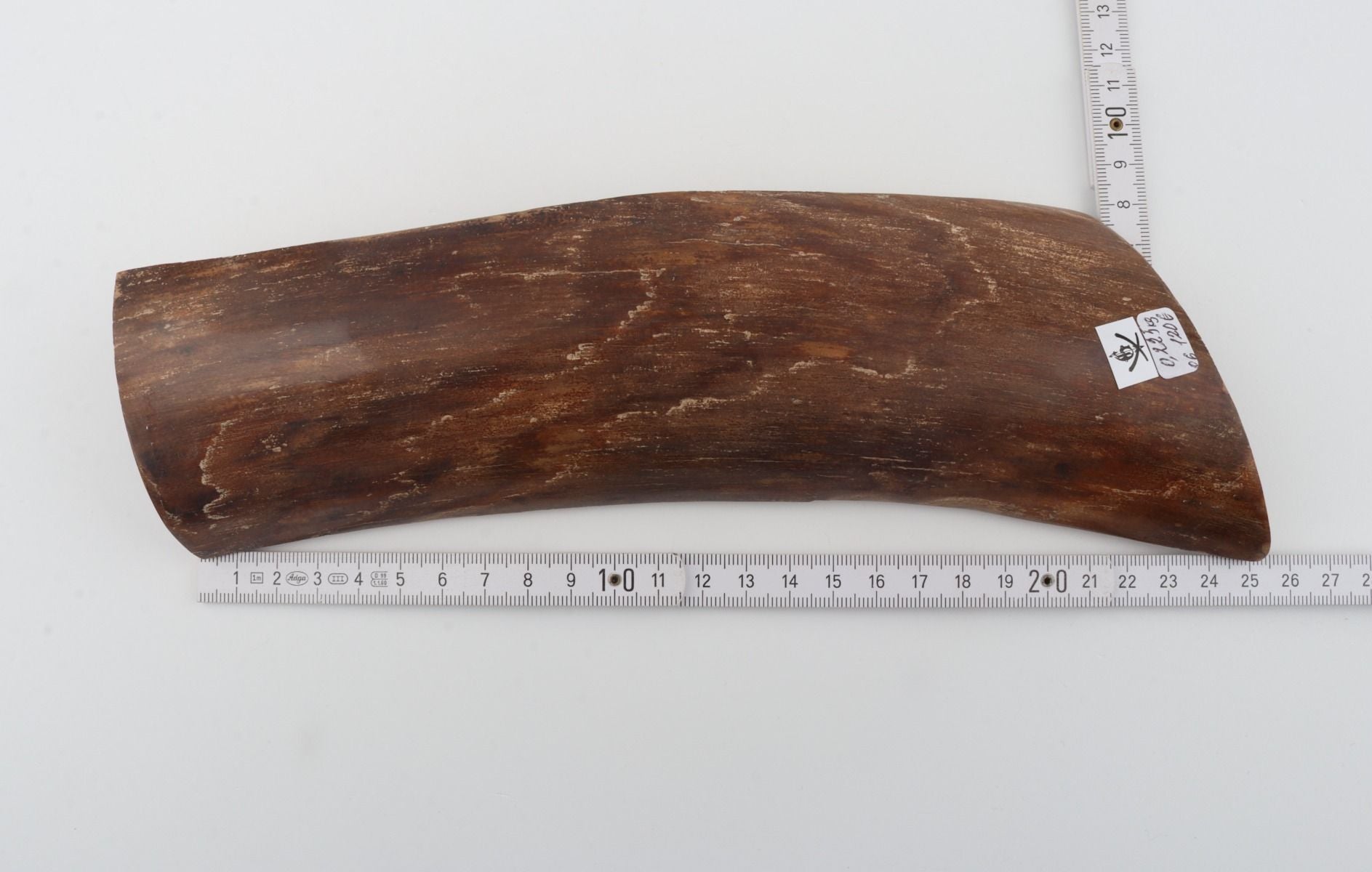 Brown mammoth bark