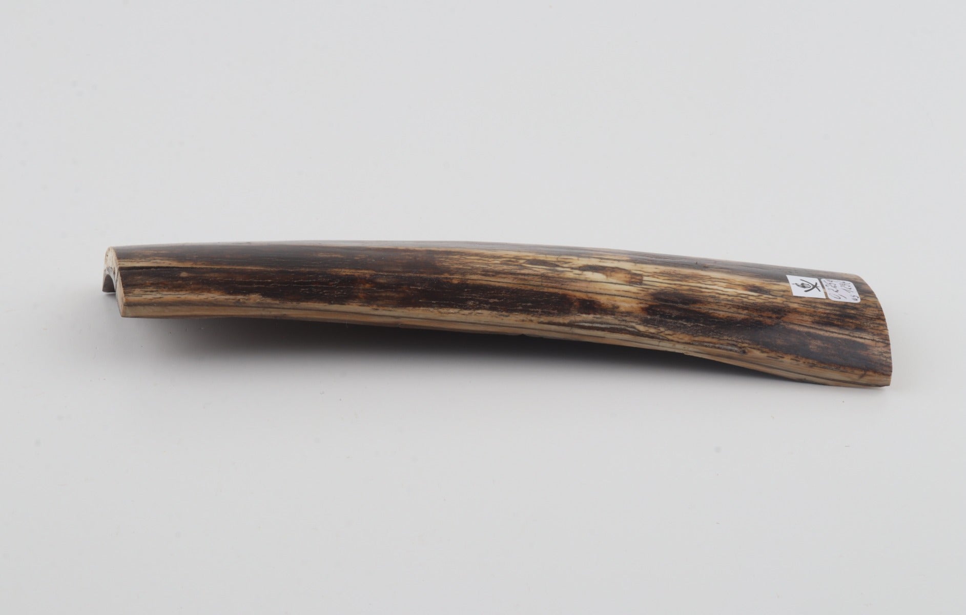 Brown mammoth bark