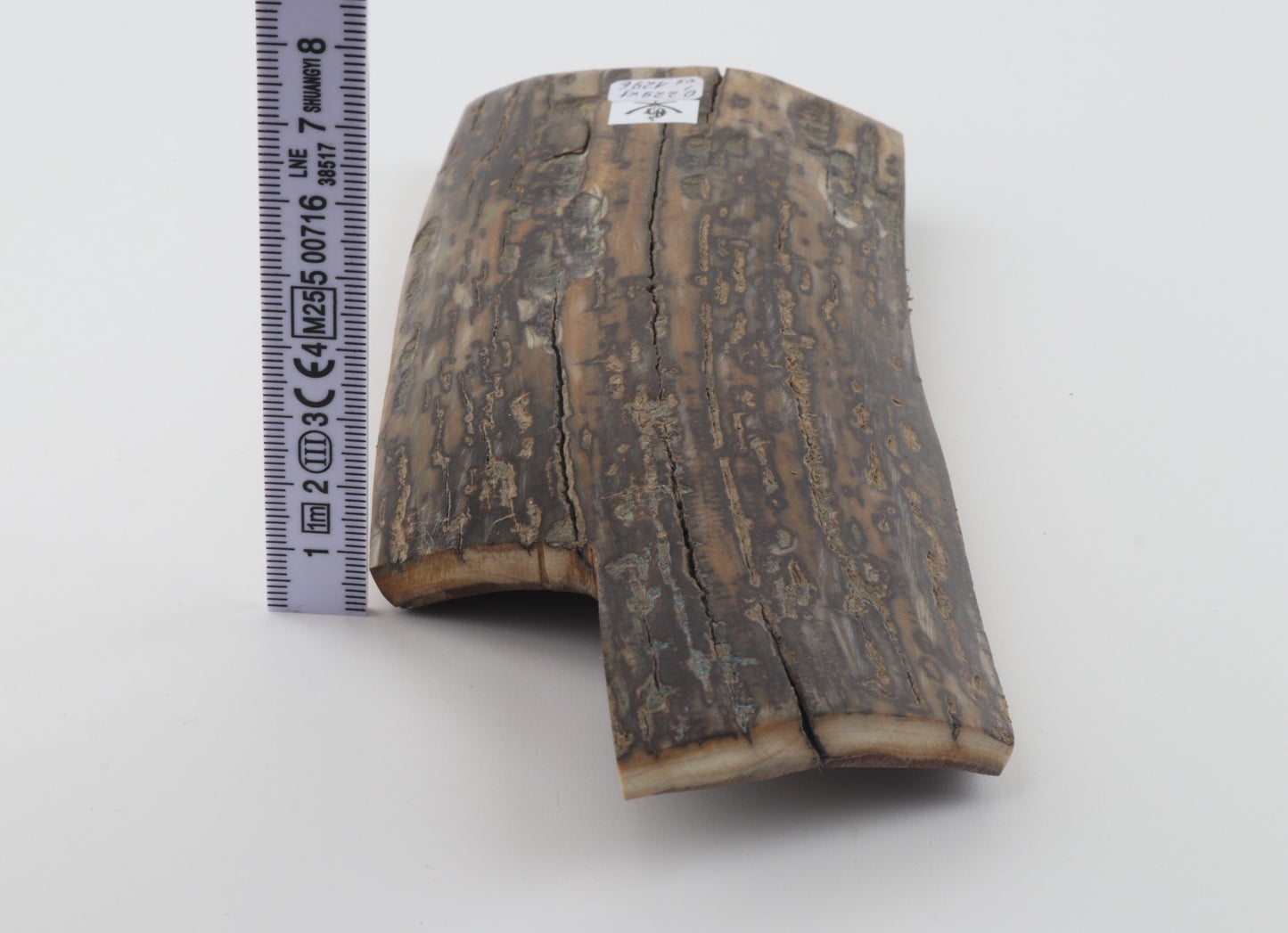 Brown-mustard mammoth bark