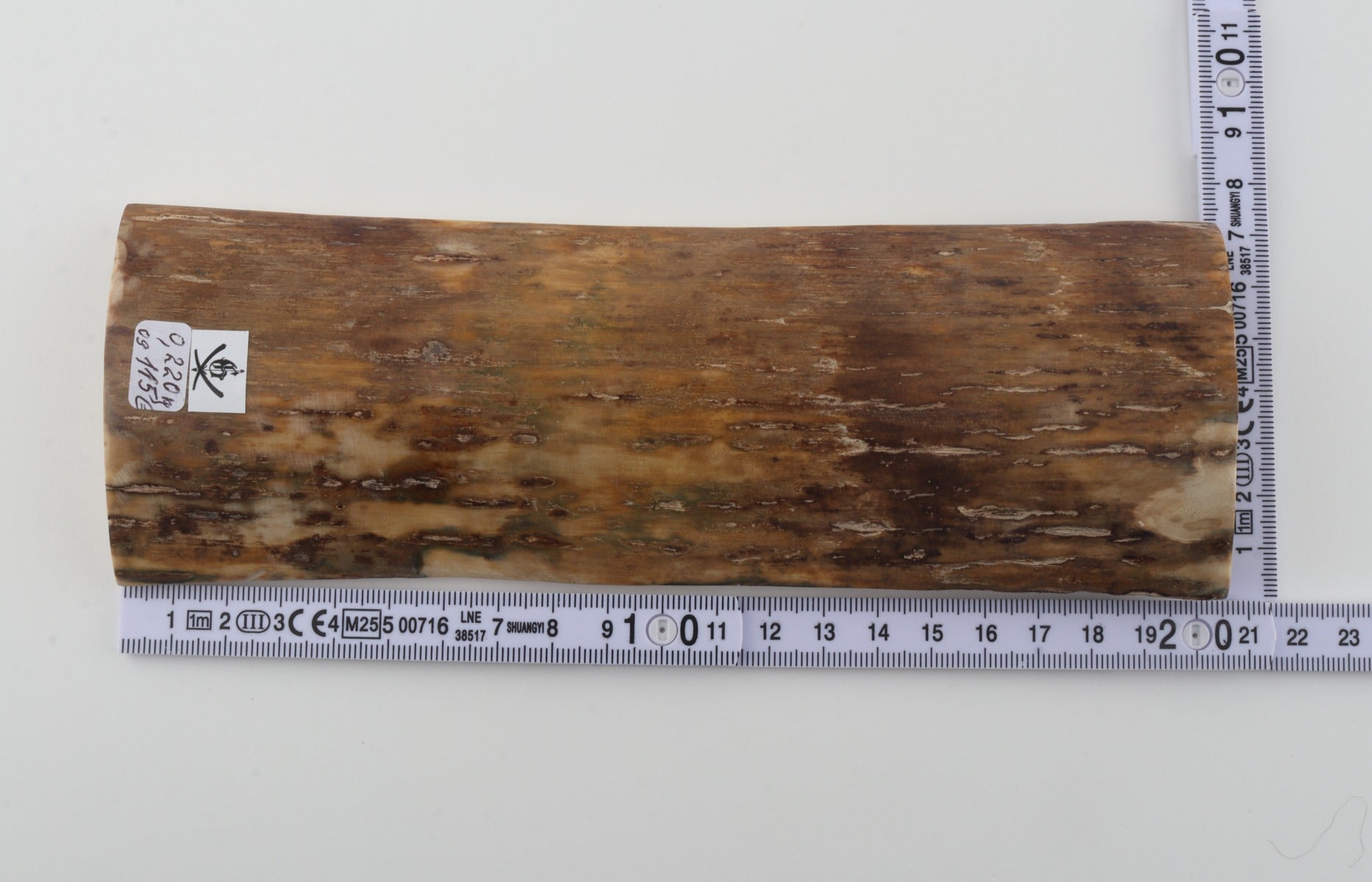 Beige mammoth bark