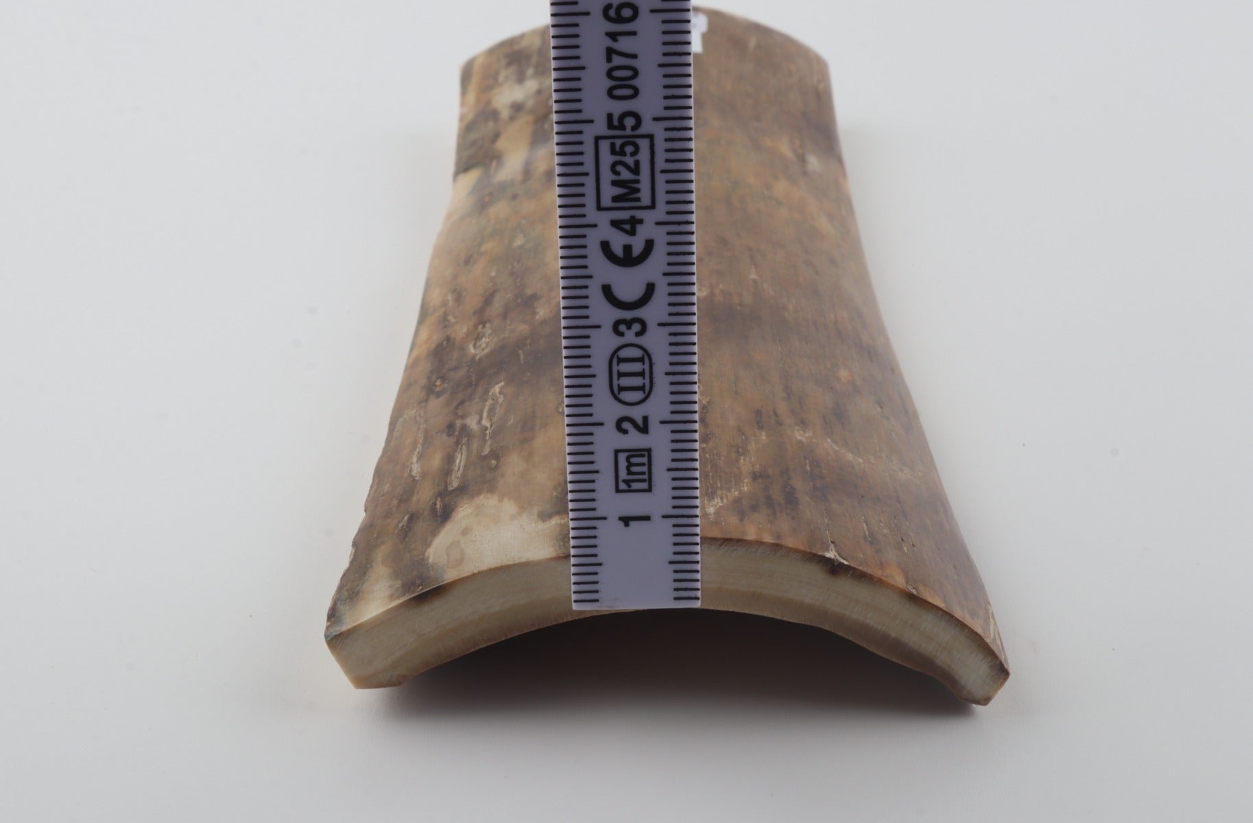 Beige mammoth bark