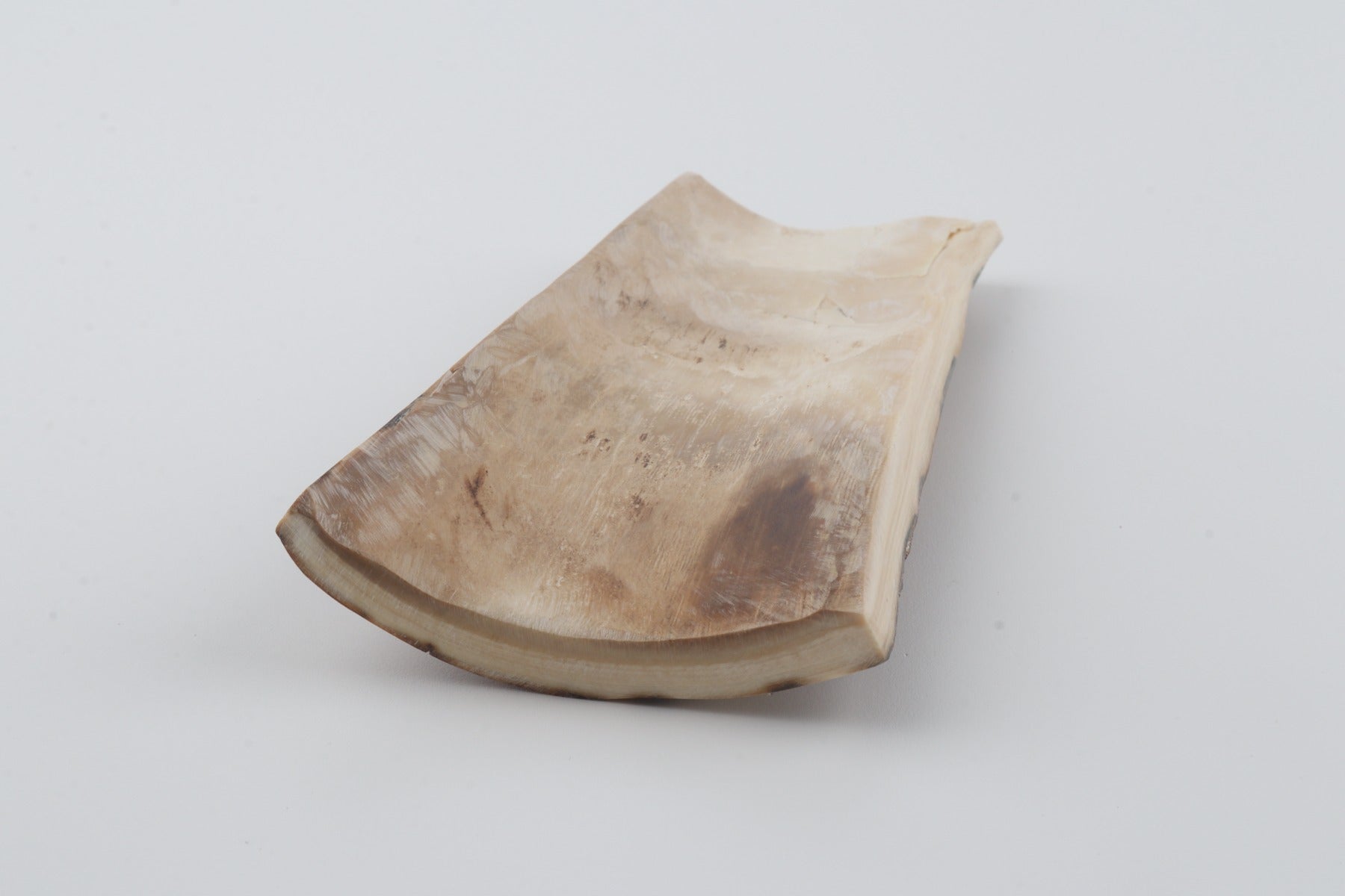 Beige mammoth bark