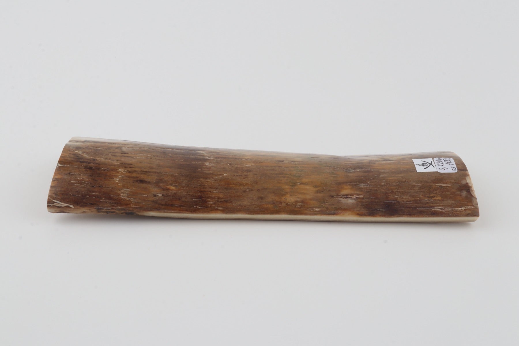 Beige mammoth bark