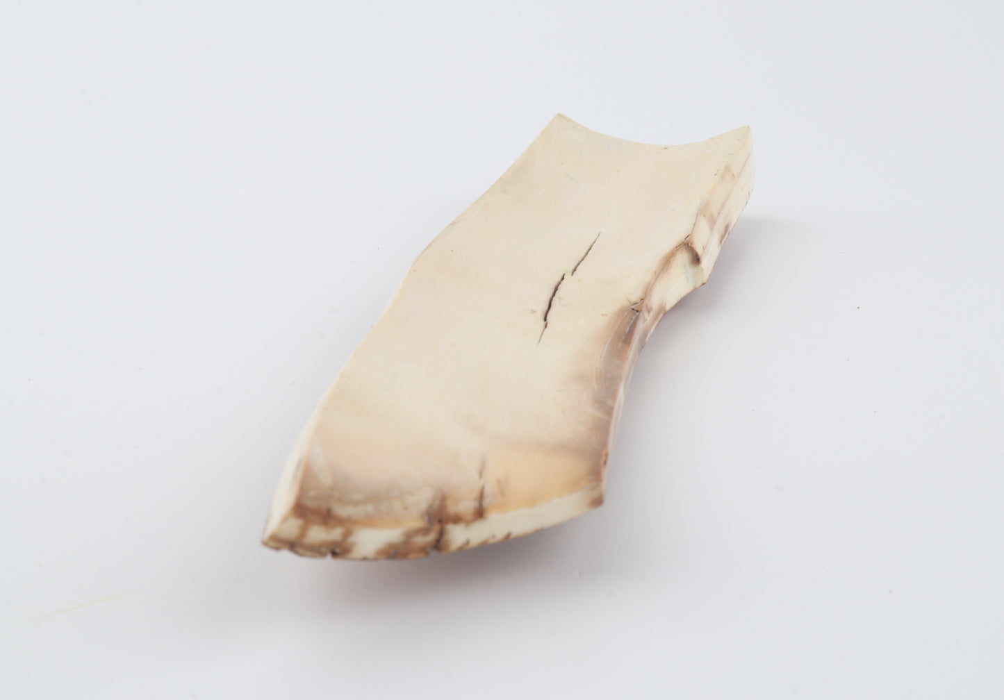 Orange-brown mammoth bark