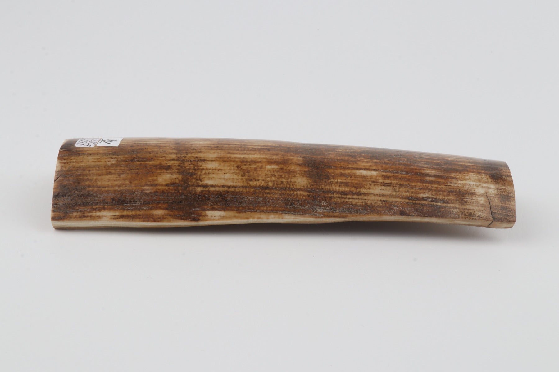 Orange-brown mammoth bark