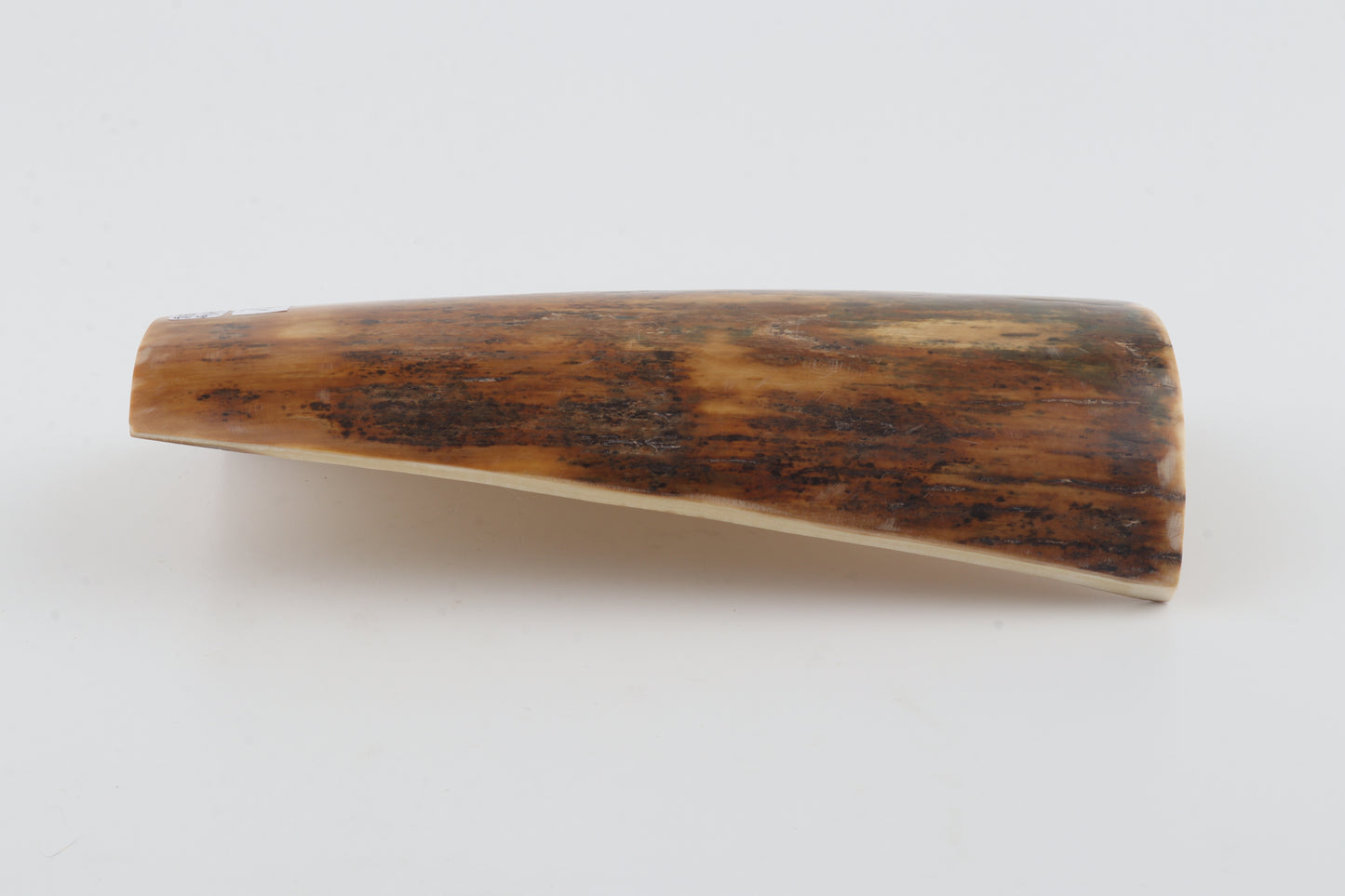 Mustard-green mammoth bark