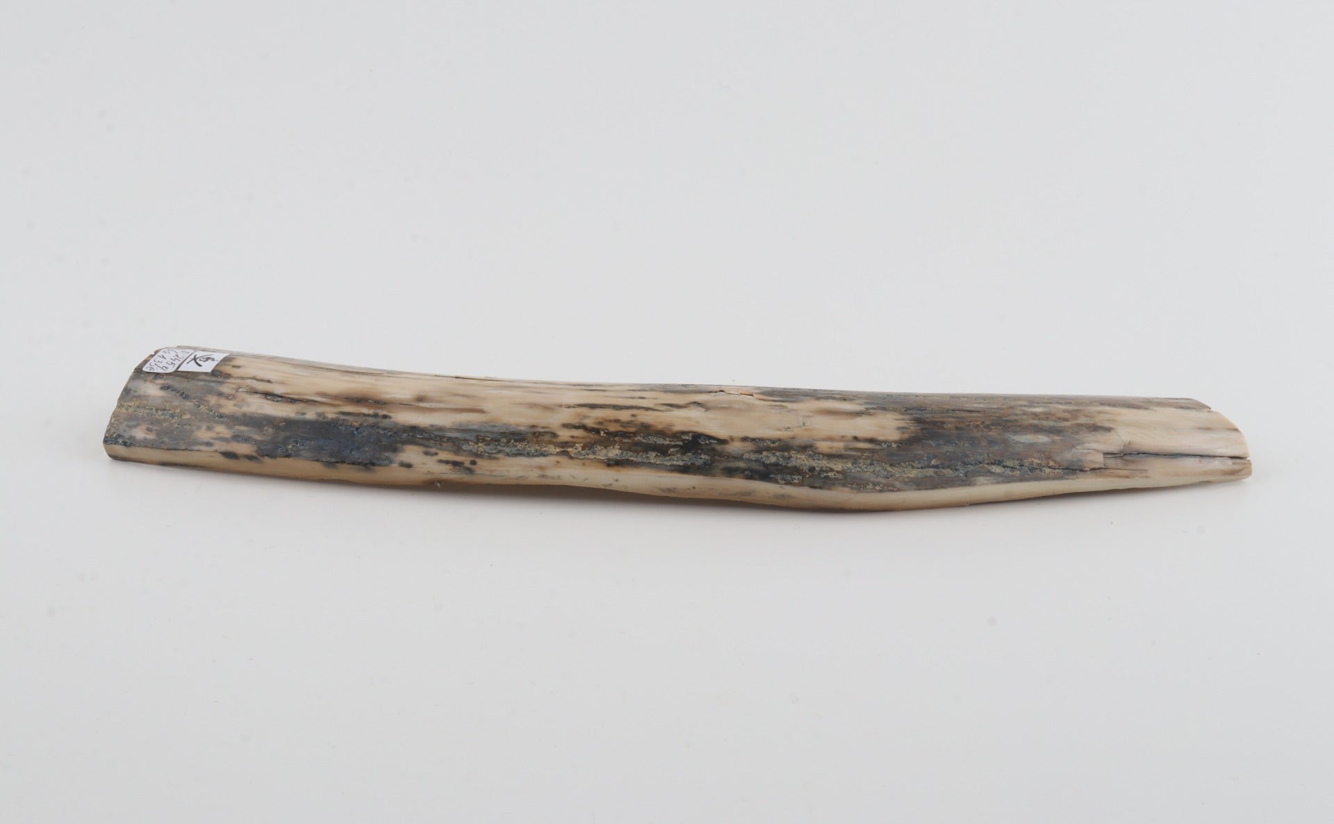 Grey-white mammoth bark