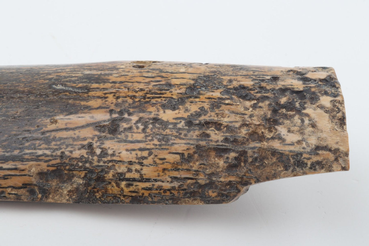 Beige-black mammoth bark