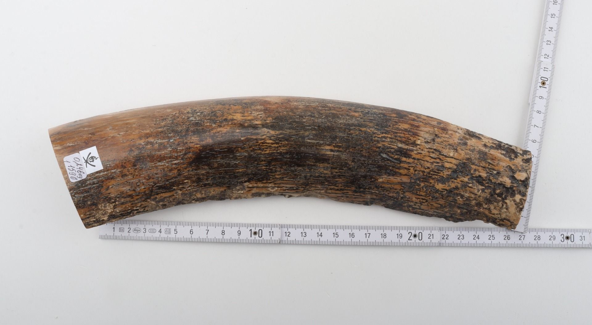 Beige-black mammoth bark