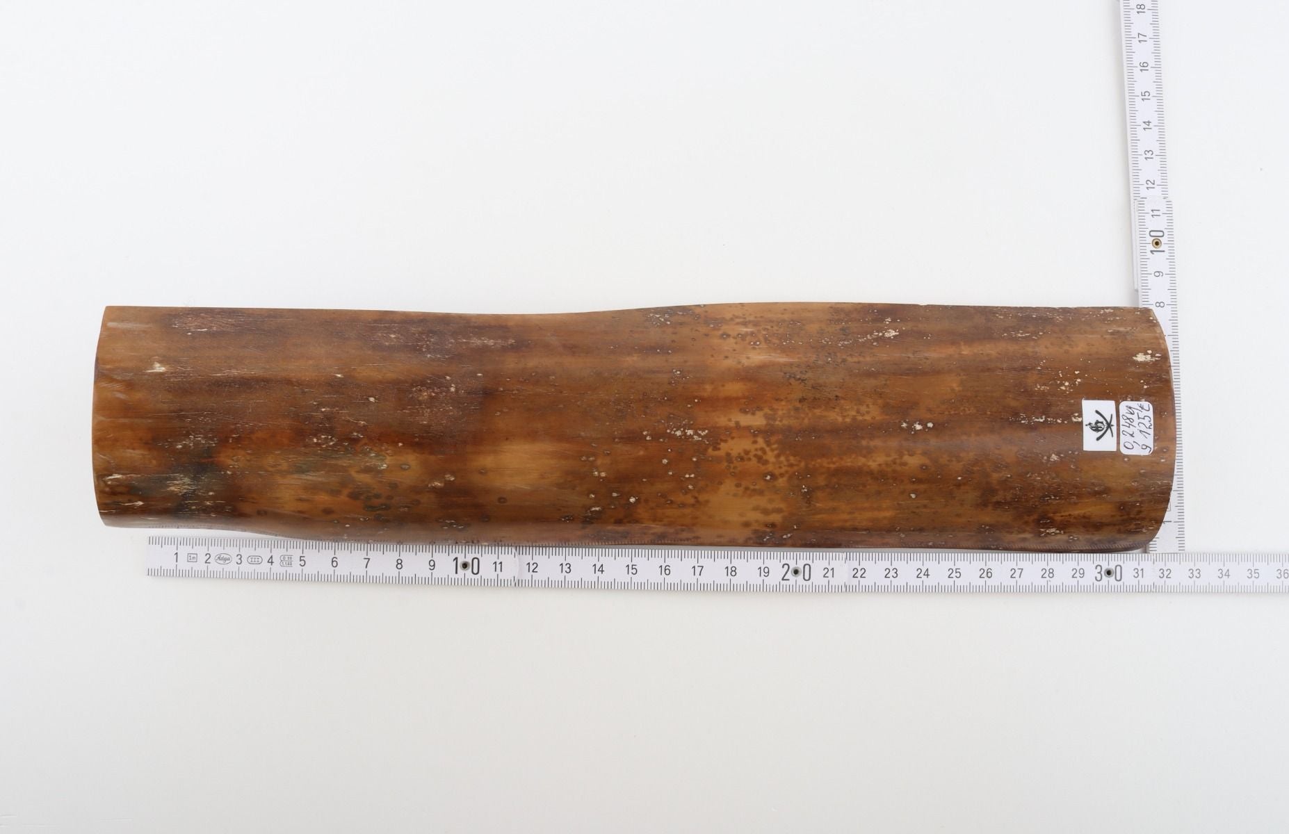 Caramel mammoth bark