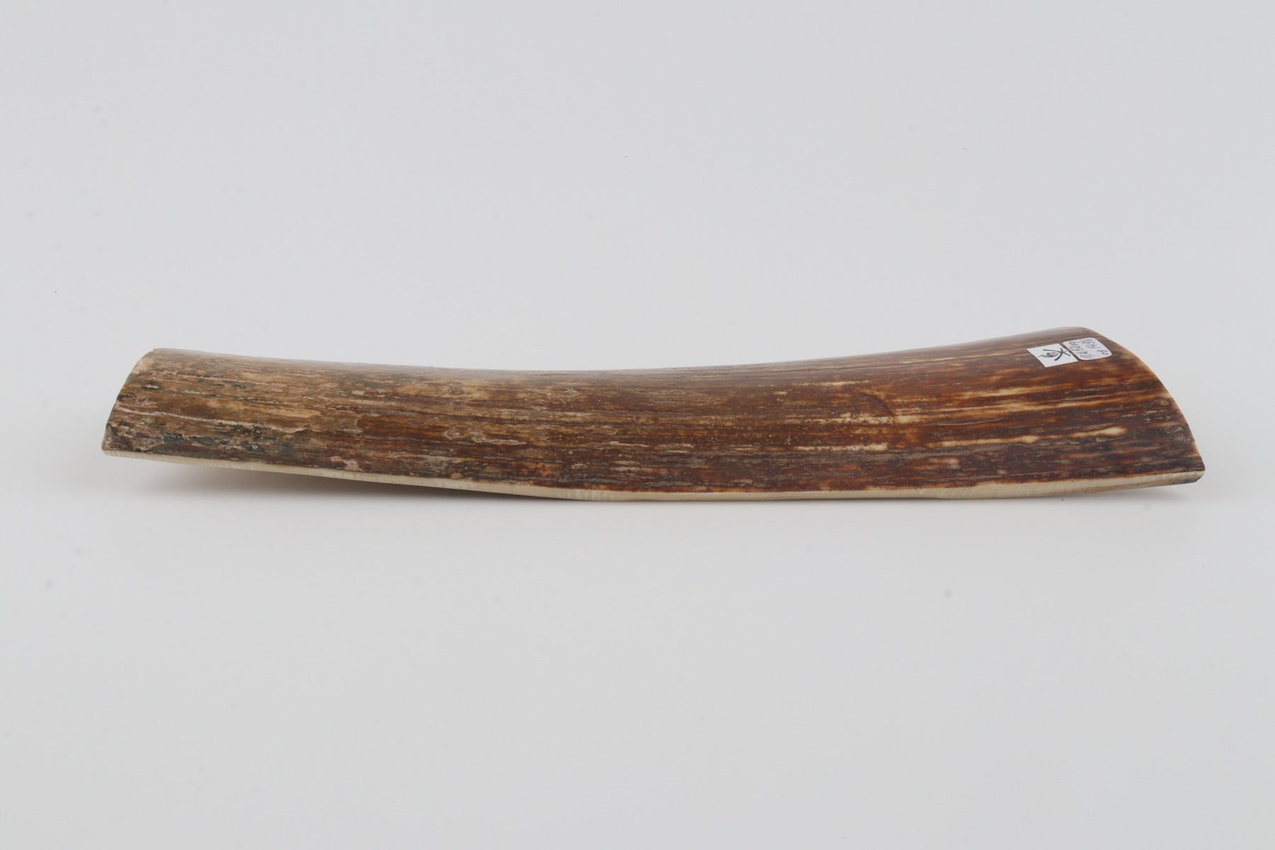 Brown-orange mammoth bark