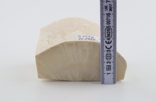 White mammoth ivory segment