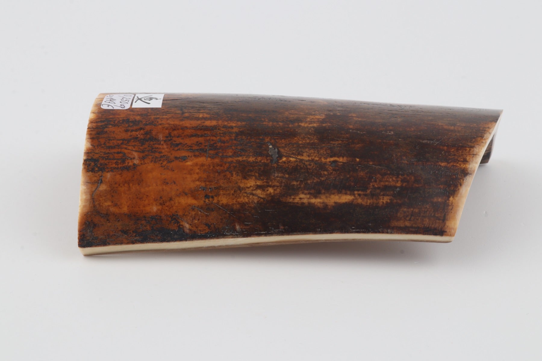 Brown-orange mammoth bark