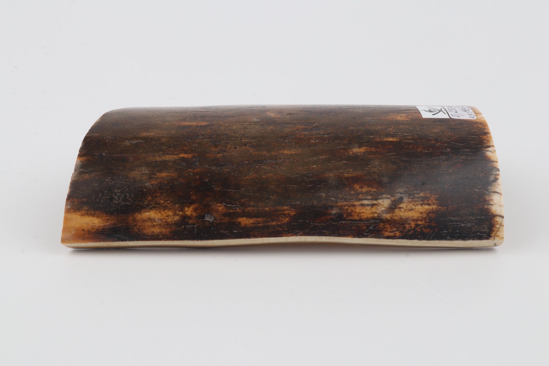 Brown-orange mammoth bark