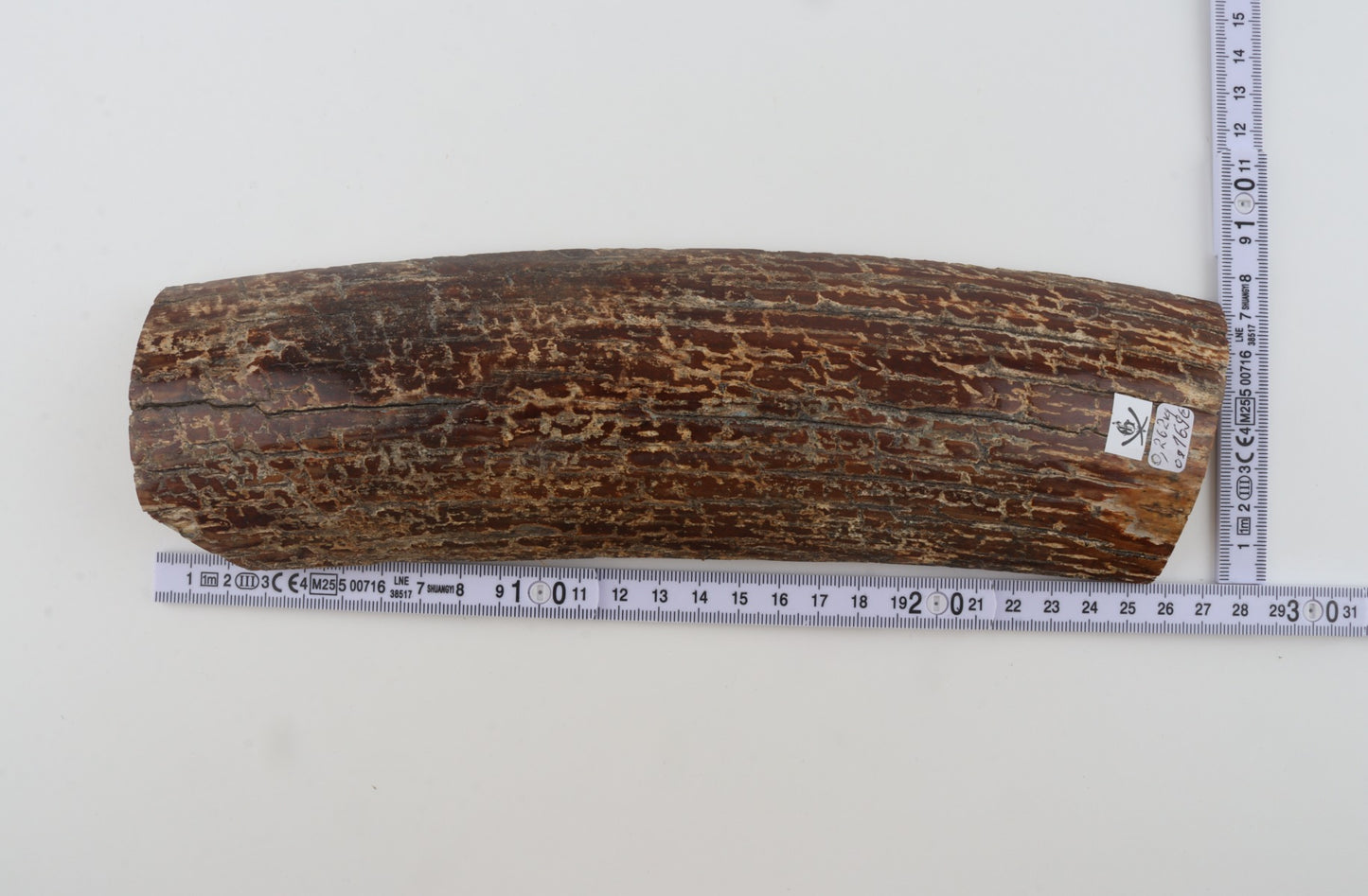 Brown mammoth bark