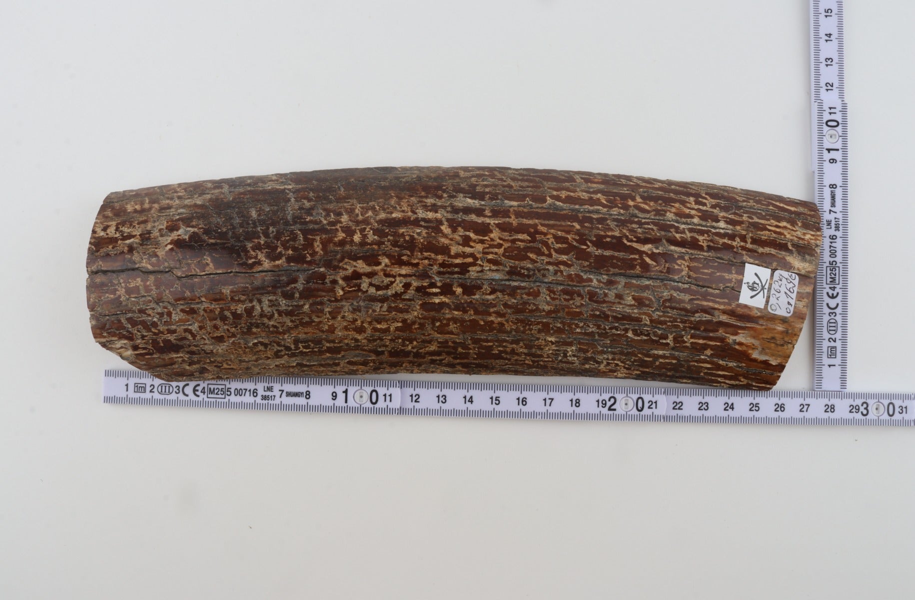Brown mammoth bark