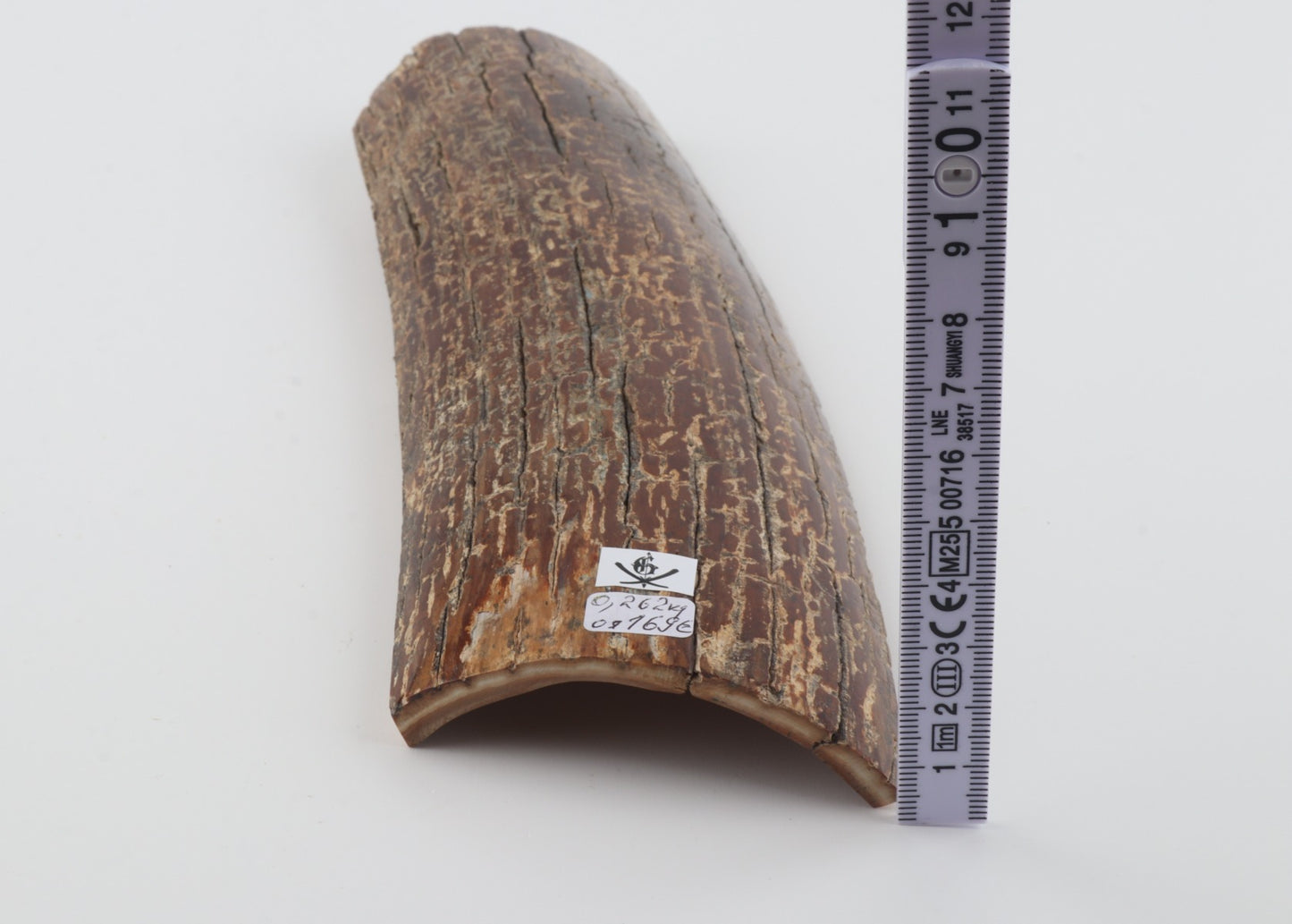 Brown mammoth bark
