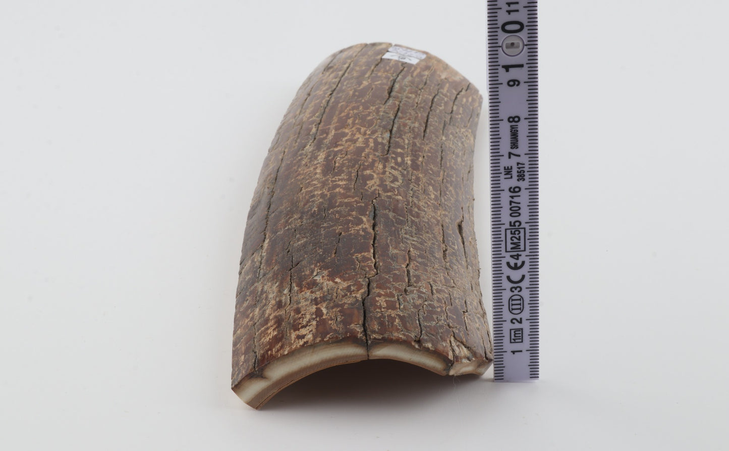 Brown mammoth bark