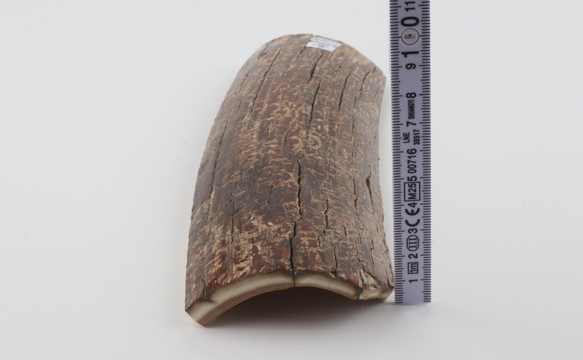 Brown mammoth bark