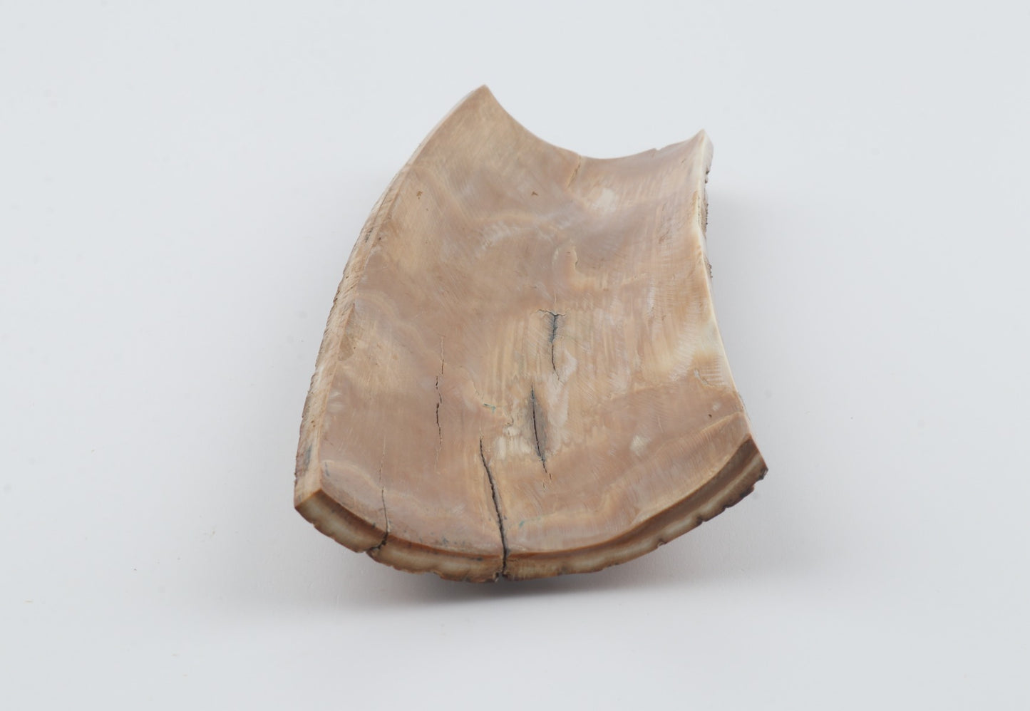 Brown mammoth bark