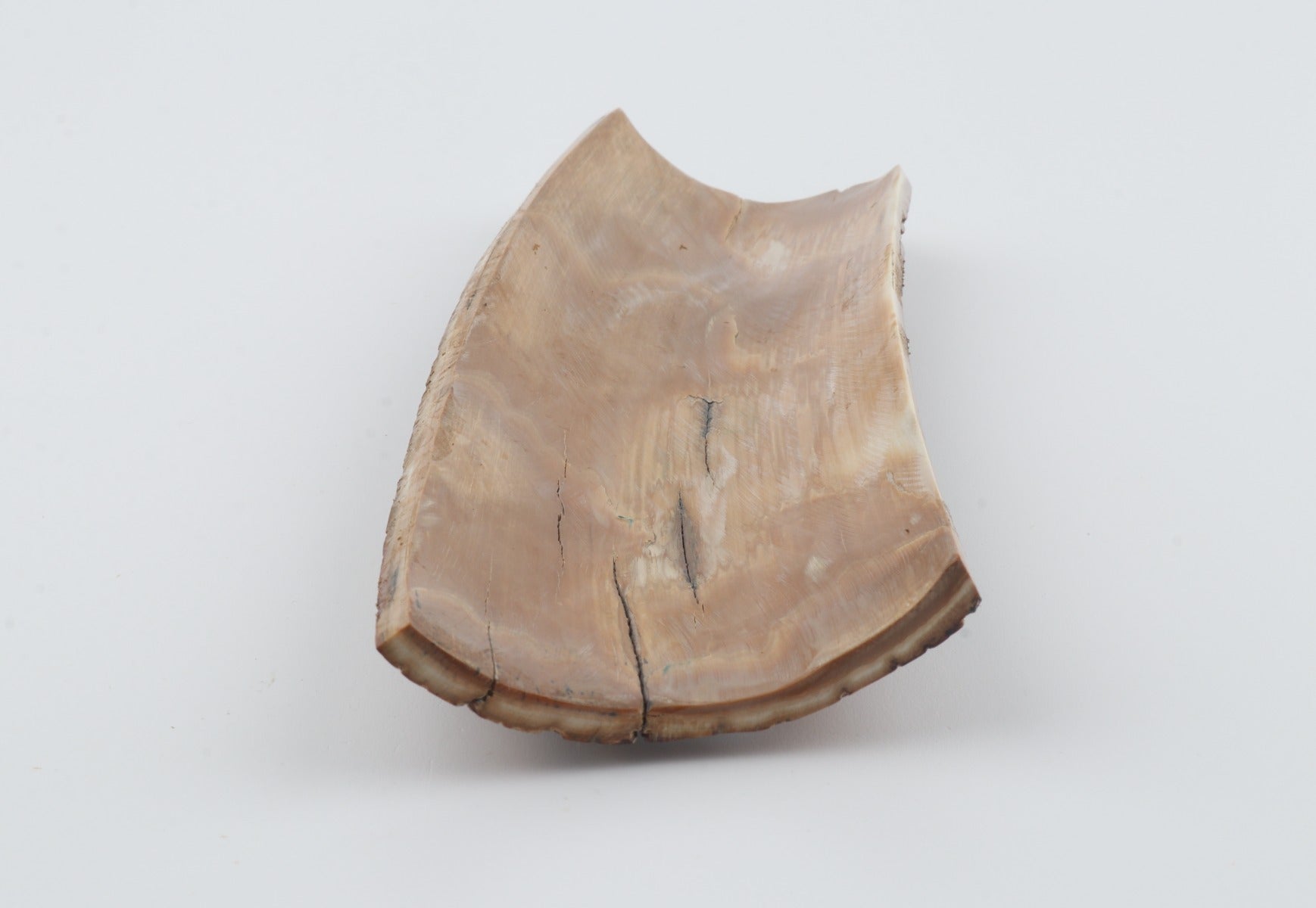 Brown mammoth bark