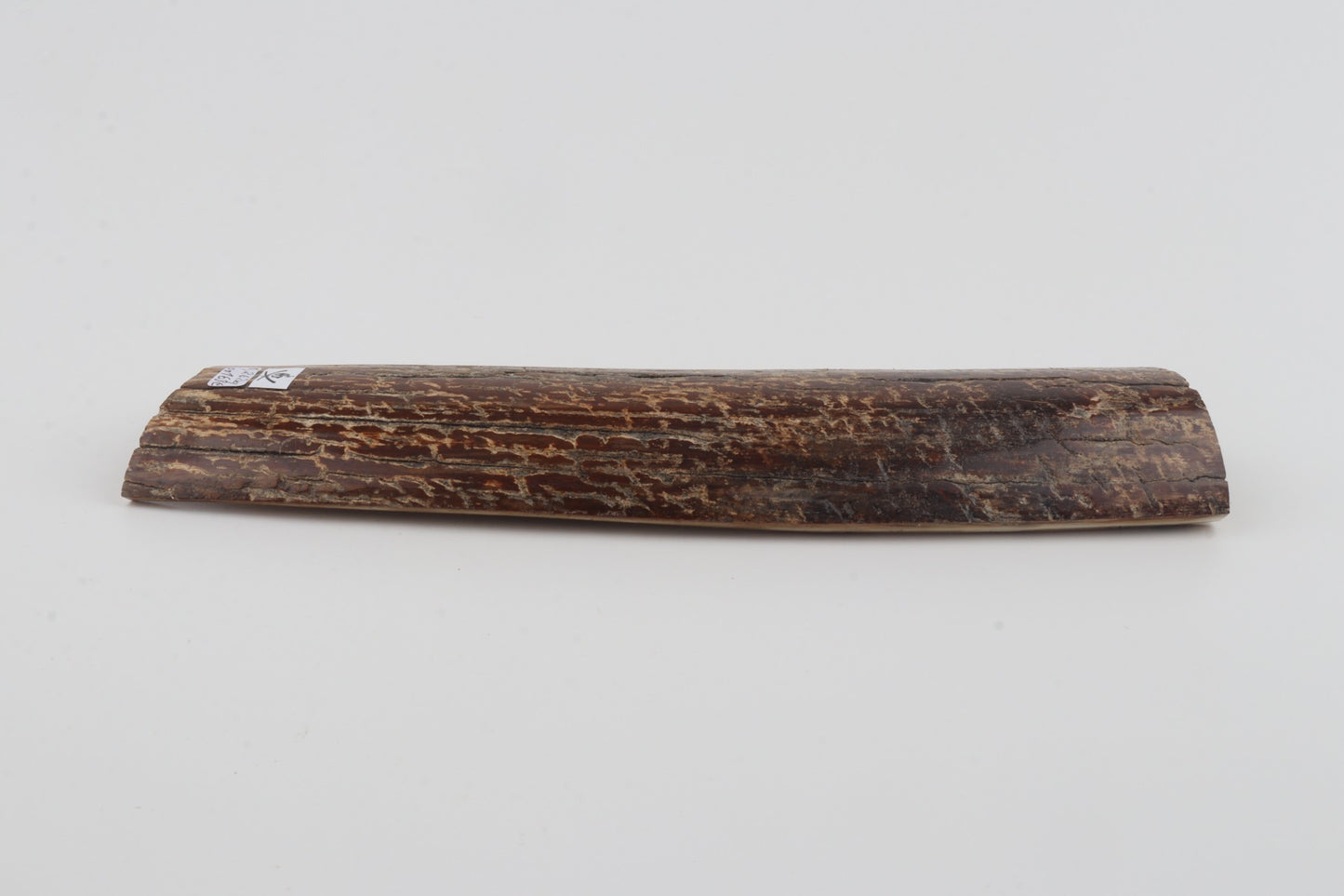 Brown mammoth bark