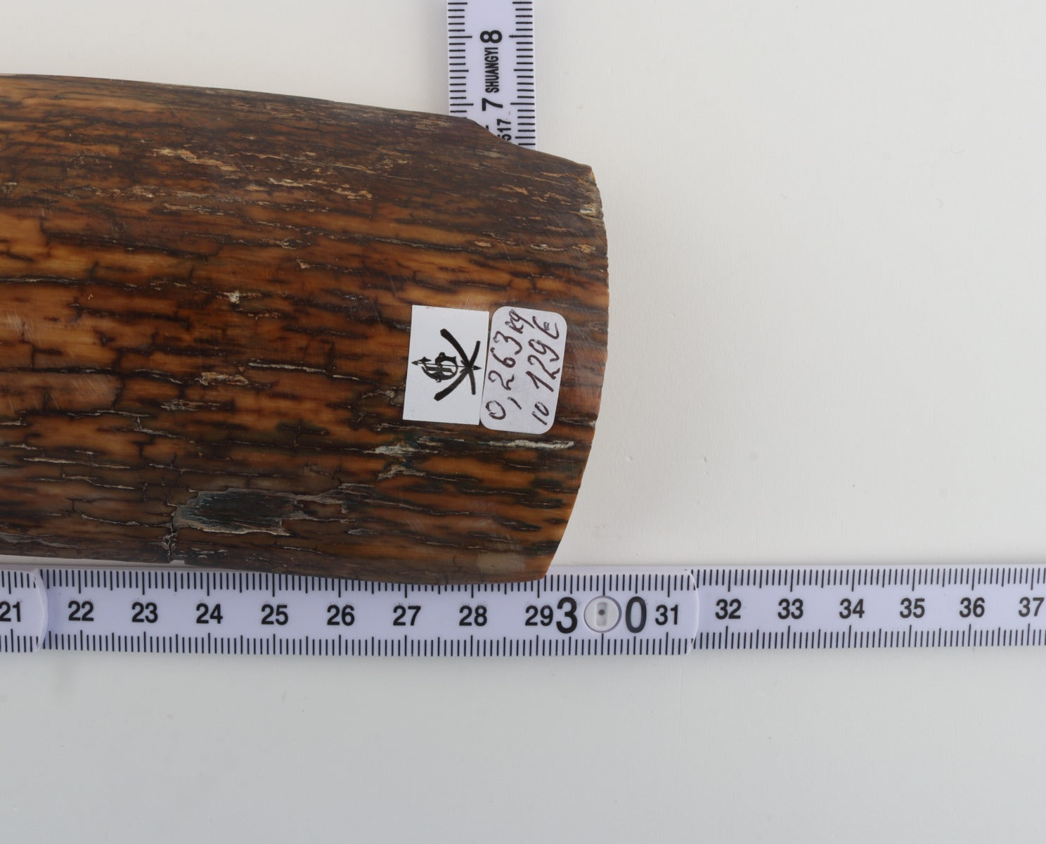 Brown-green mammoth bark