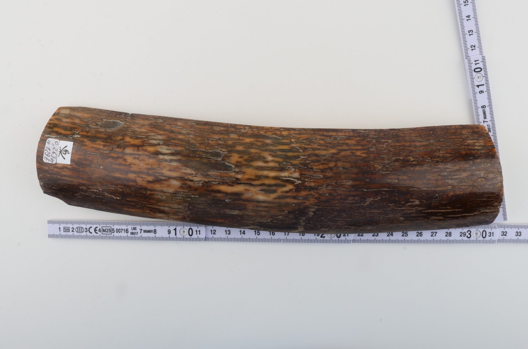 Brown-green mammoth bark