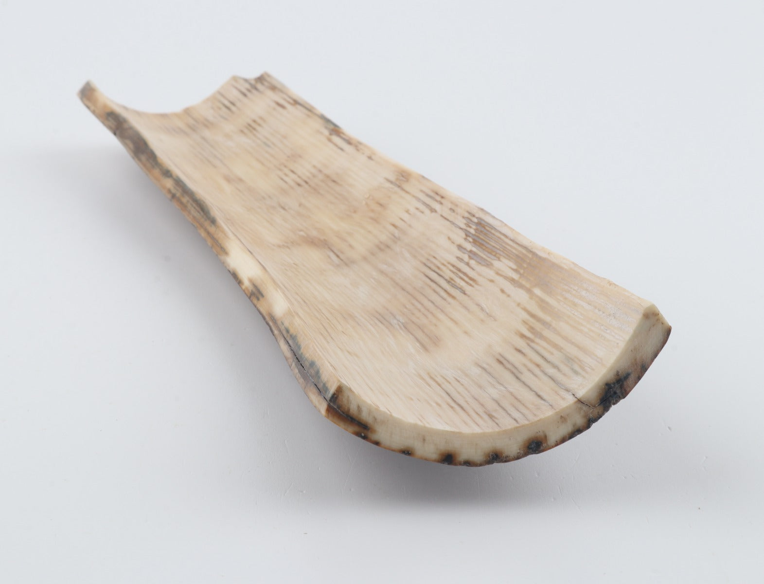 Brown-green mammoth bark