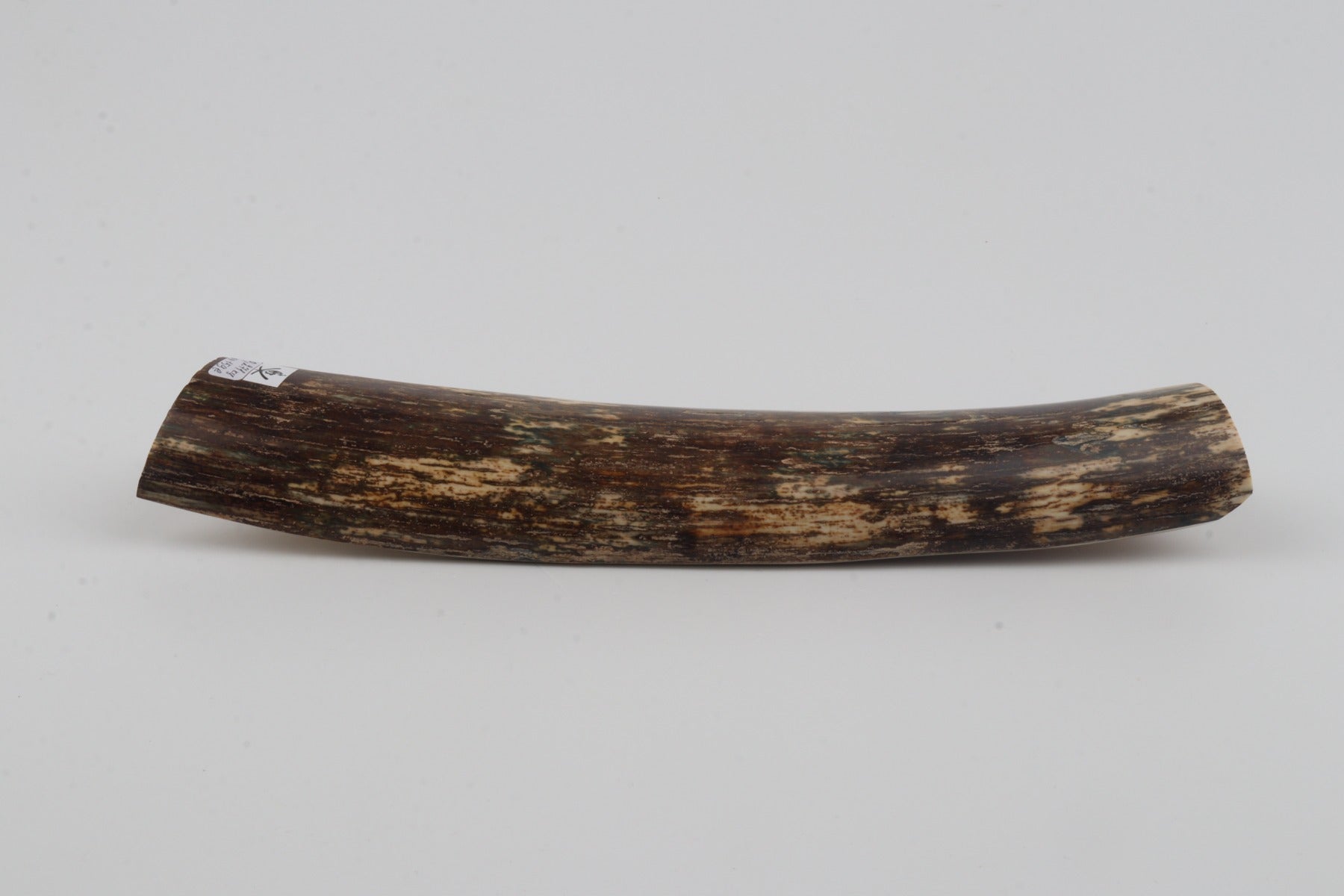 Brown mammoth bark