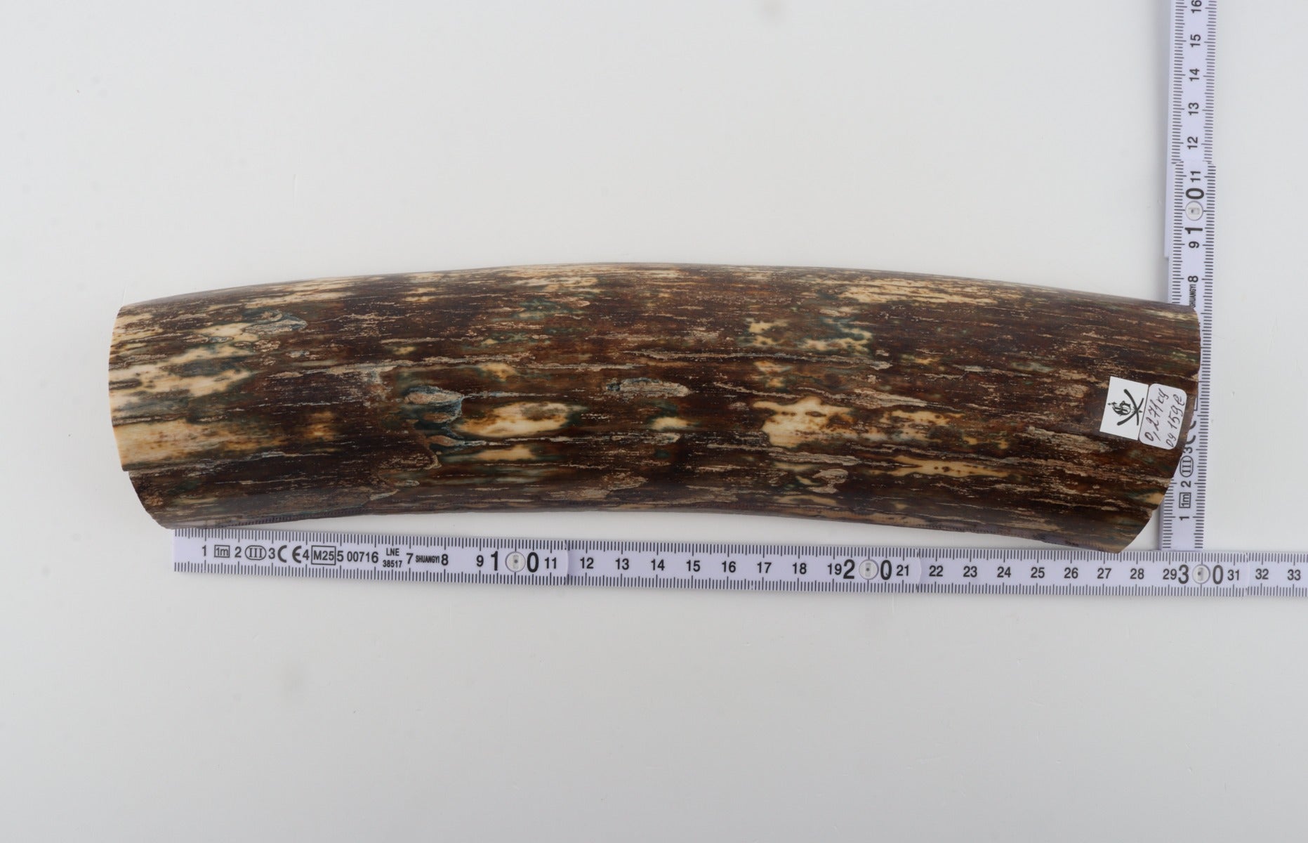 Brown mammoth bark
