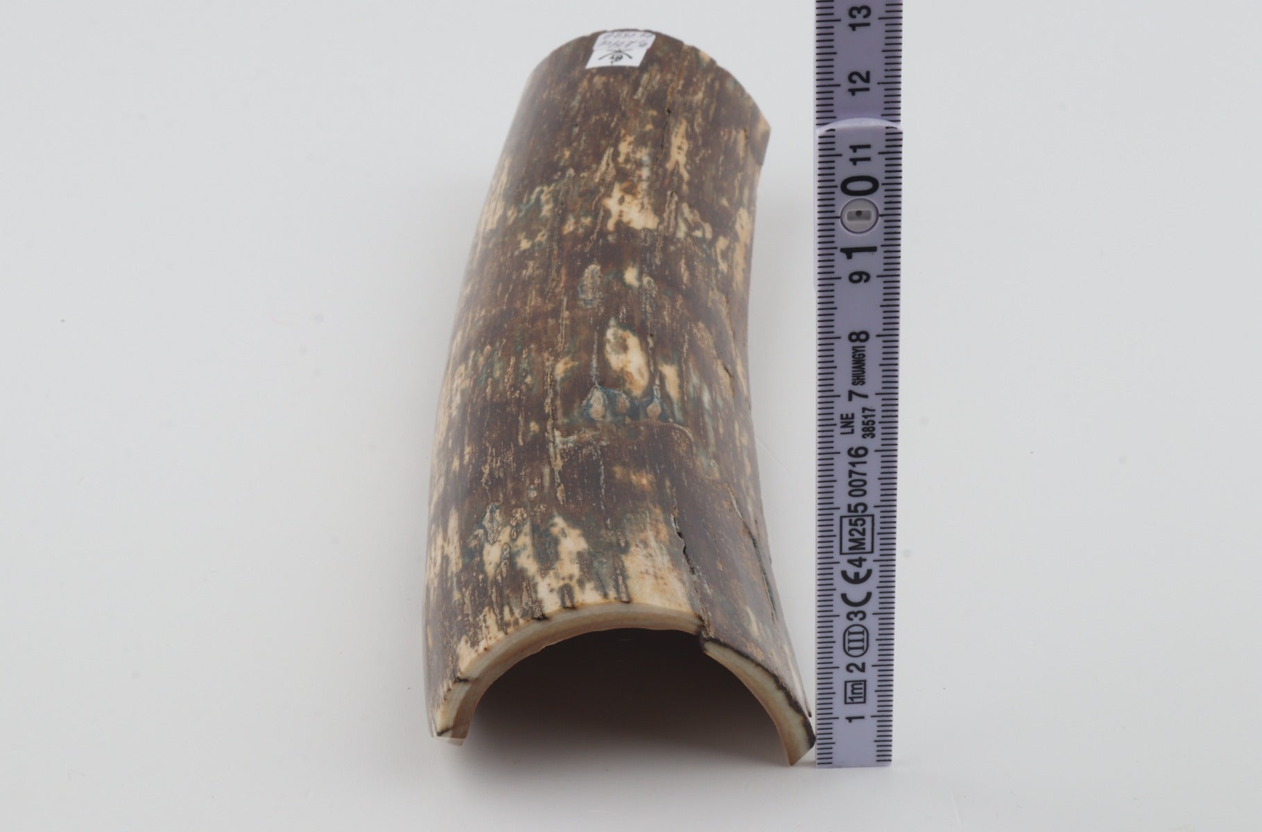 Brown mammoth bark