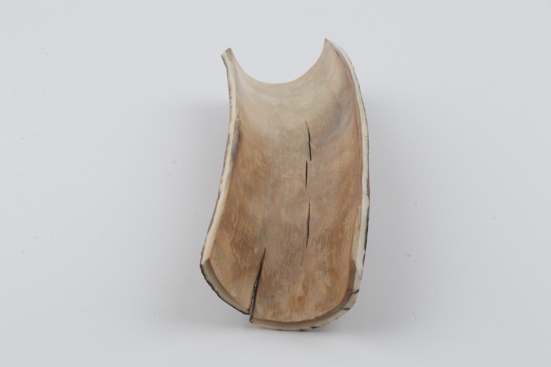 Brown mammoth bark