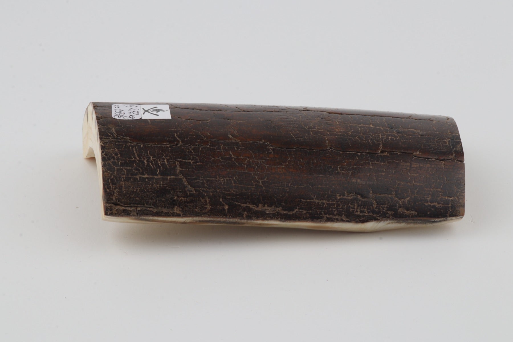 Brown mammoth bark