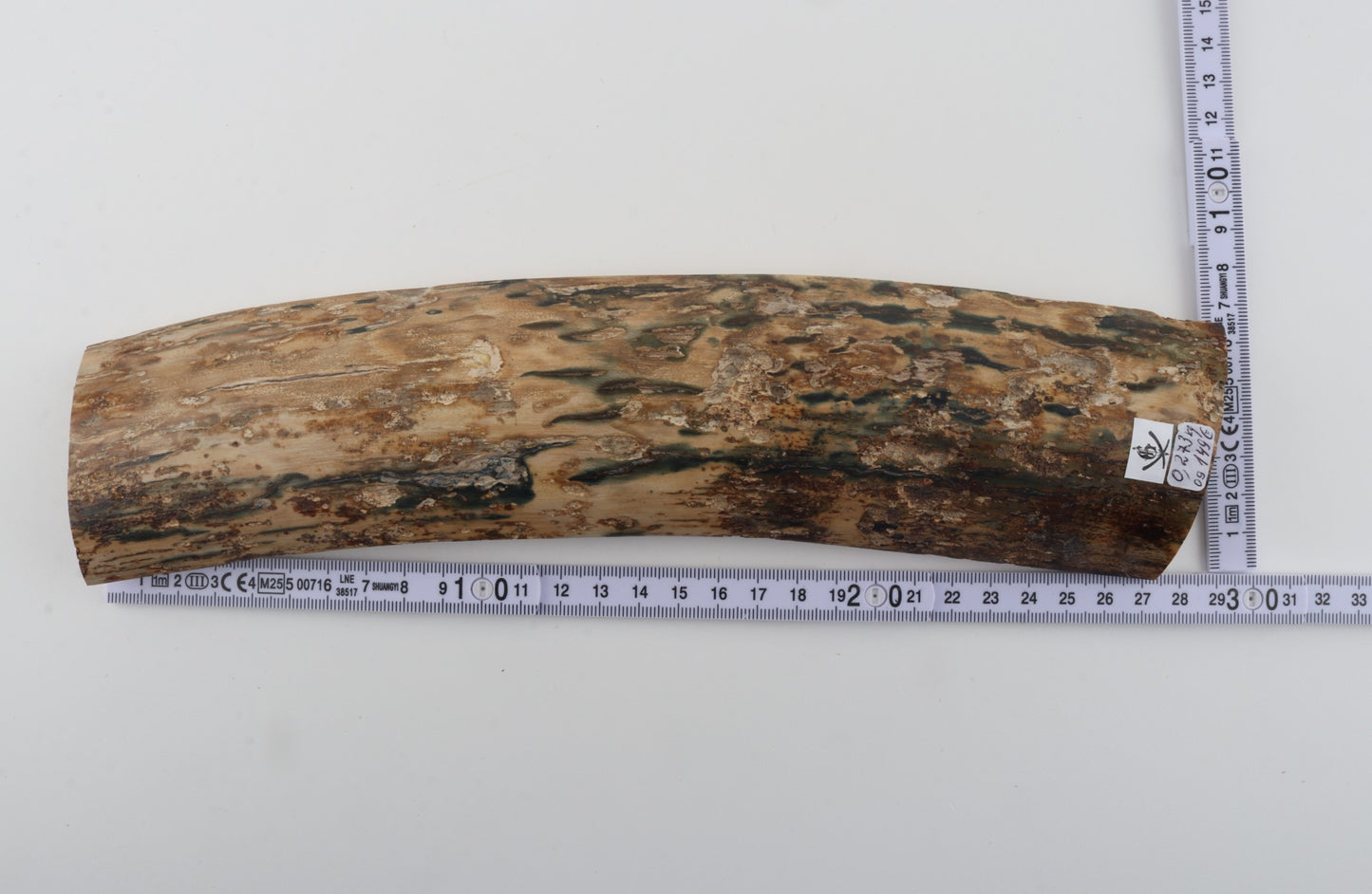 Beige-blue mammoth bark