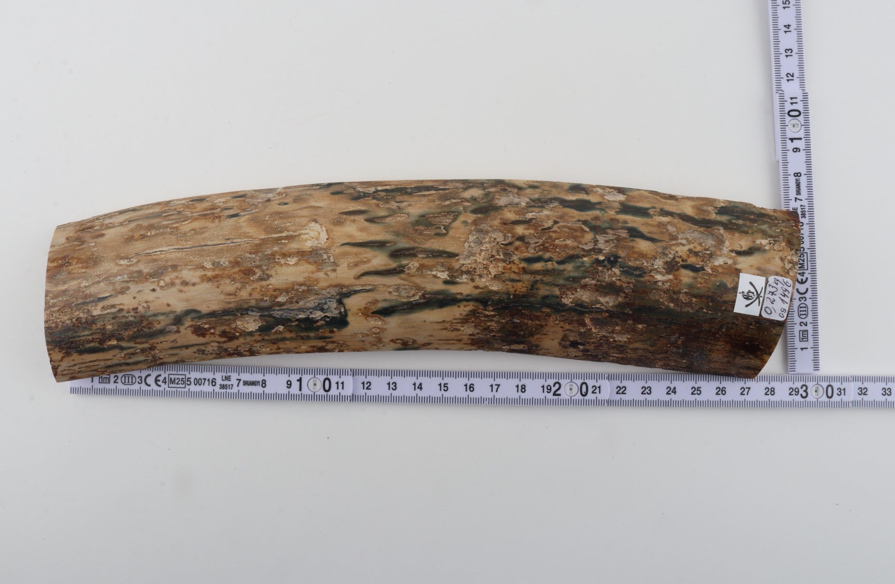 Beige-blue mammoth bark